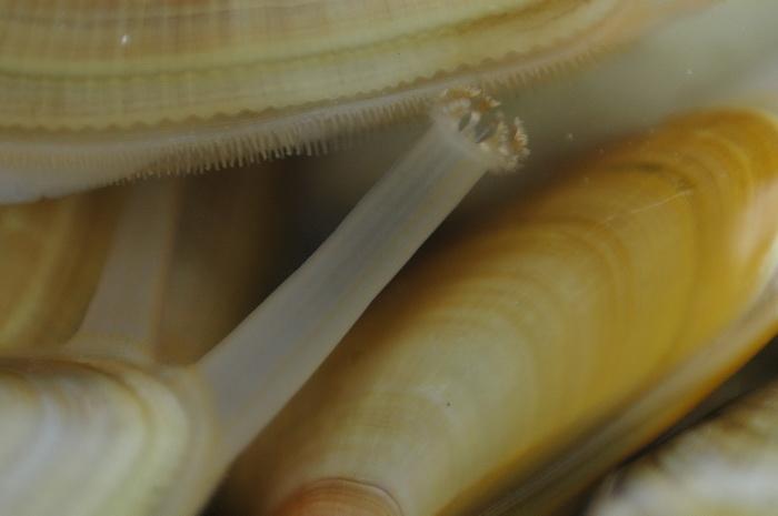 Louisette chez les uns, tellines chez les autres ou encore donax trunculus