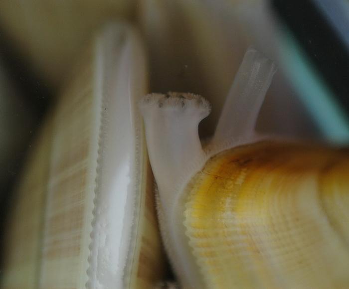 Louisette chez les uns, tellines chez les autres ou encore donax trunculus