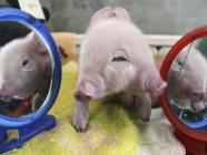 cochon à deux têtes miroir