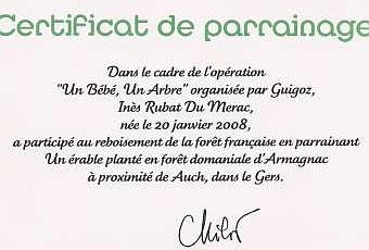 Un Bebe Un Arbre Paperblog