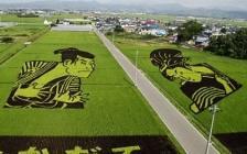 champ de riz Japonais