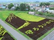 champ de riz volcan
