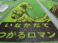 champ de riz vague