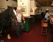 cheval dans le bar