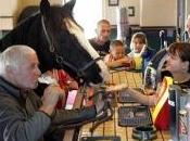 cheval aime déguster bière dans préféré