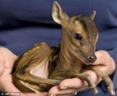 Ce faon est né après la mort de sa mère, renversée par une voiture Rupert le jeune cerf de Muntjac