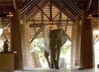 éléphant au Mfuwe Lodge