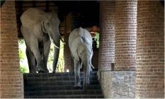 éléphants dans les escaliers du Mfuwe Lodge