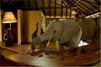 éléphant curieux au Mfuwe Lodge