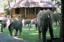 éléphants au Mfuwe Lodge, jardin