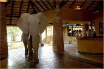 pachyderme au Mfuwe Lodge