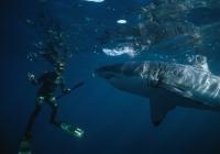 Plongée au milieu des requins : sensations fortes garanties