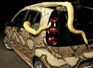 voiture serpent suite