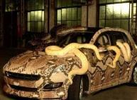 voiture serpent