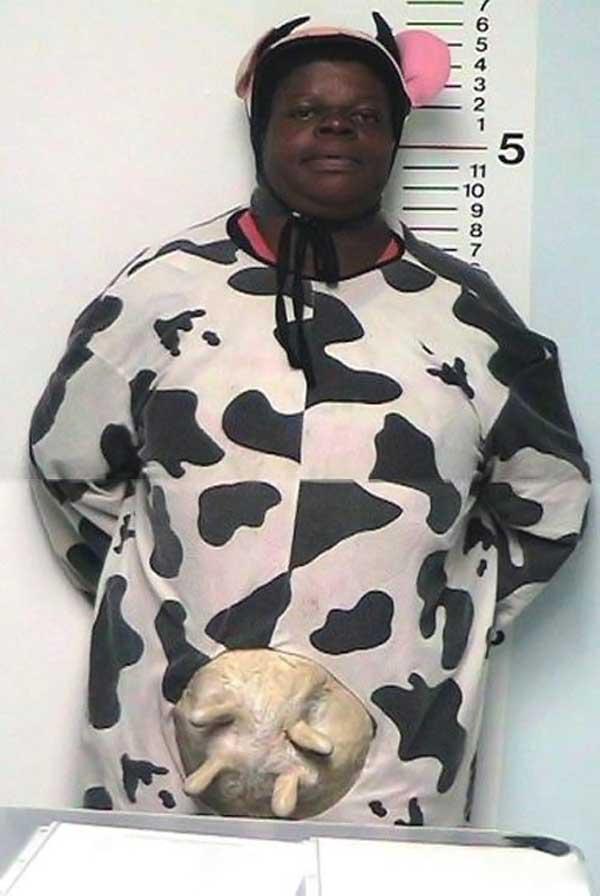 Arrestation d'une vache