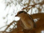 Migrations éternelles