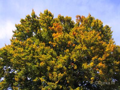 Arbres en octobre à La Chaux-de-Fonds