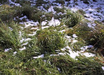 Neige d'octobre à La Chaux-de-Fonds