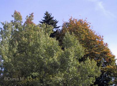 Arbres en octobre à La Chaux-de-Fonds