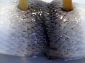 Conseil blogage blogroll hareng