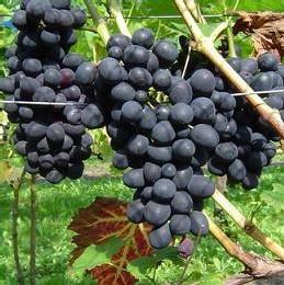 Connaissez vous le Groupement Foncier Viticole ?