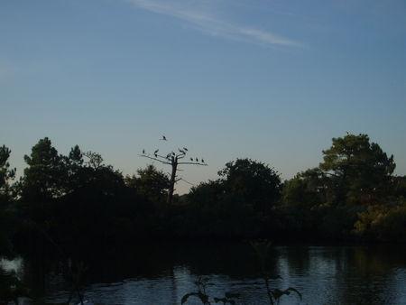 CIGOGNES_PRES_SALES_ARES_28_SEPT_2008