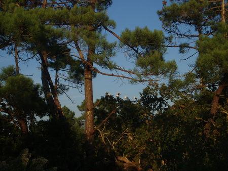 CIGOGNES_PRES_SALES_ARES_28_SEPT_2008__2_