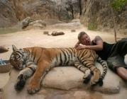 tigre et jeune homme
