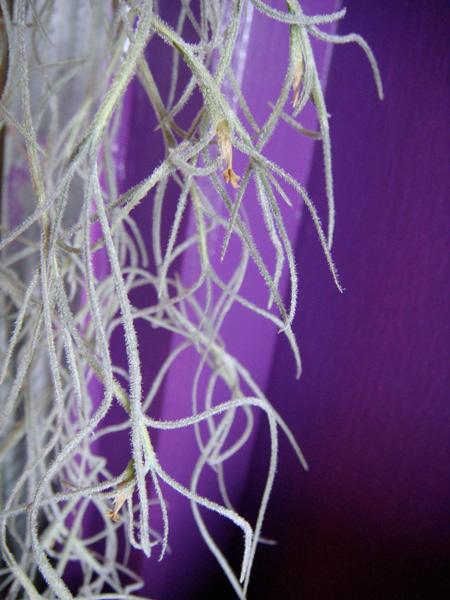 Tillandsia usneoides