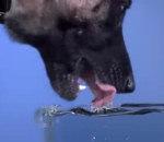 vidéo chien lape boit slow motion