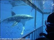 Grand requin blanc et plongeur en cage de plongée