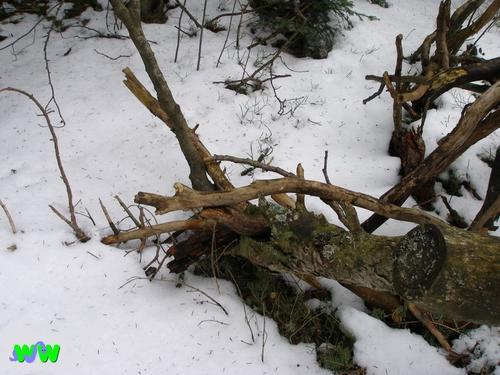 Entrelacs de bois sur neige