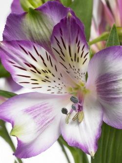 Alstroemeria_hr_1