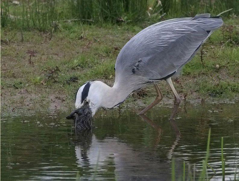 Le repas d’une grue