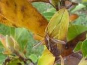 Collatéral intempestif