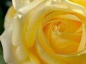 Jardiland dedie rose Maison Deyrolle