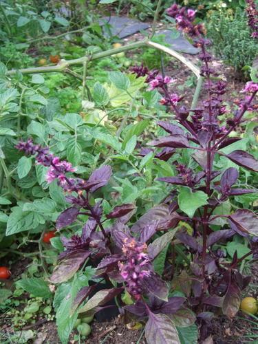 Clafoutis tomates cerises thym et chÈvre.