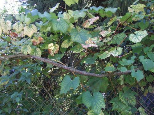 Blettes du potager confites À la tomates.