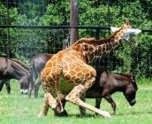 Ane attaqué par une girafe