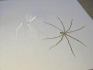 sculpture en papier araignées