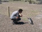 Pingouins égarés