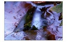 Amalgame dentaire au mercure et écologie Photo-Didier-Vereeck-Art-Abstrait-Naturel-Feuille-Eau-Vosges
