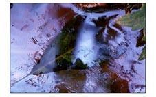 Photo-Didier-Vereeck-Art-Abstrait-Naturel-Feuille-Eau-Vosges