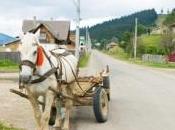 cheval soumis test d'alcoolémie police