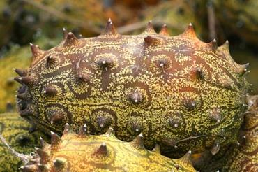African_horned_cucumber_horned_melo
