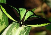 Ornithoptera priamus