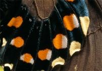 Détail d'une aile de Battus philenor