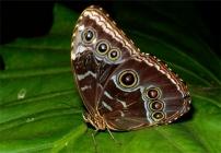 Morpho sp.