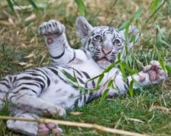 tigre blanc bebe