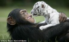 chimpanzé et tigre blanc